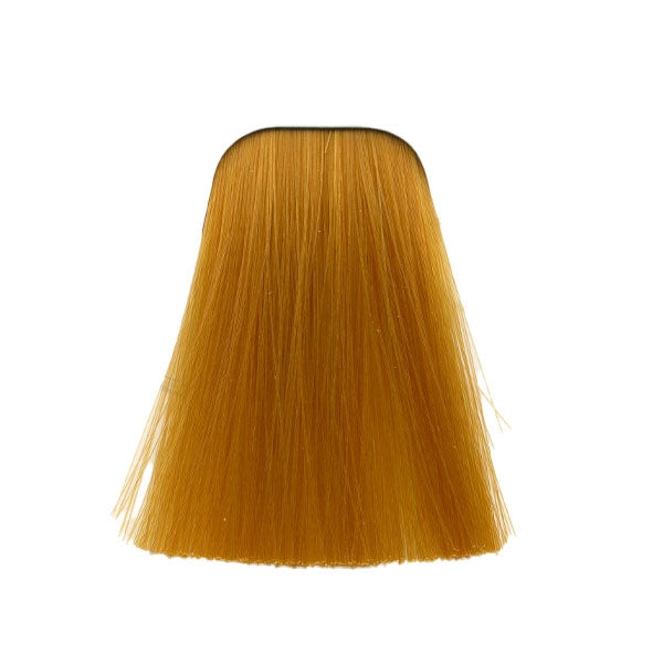 צבע לשיער 0-55 GOLD CONCETRATE איגורה IGORA שוורצקופף 60 גרם